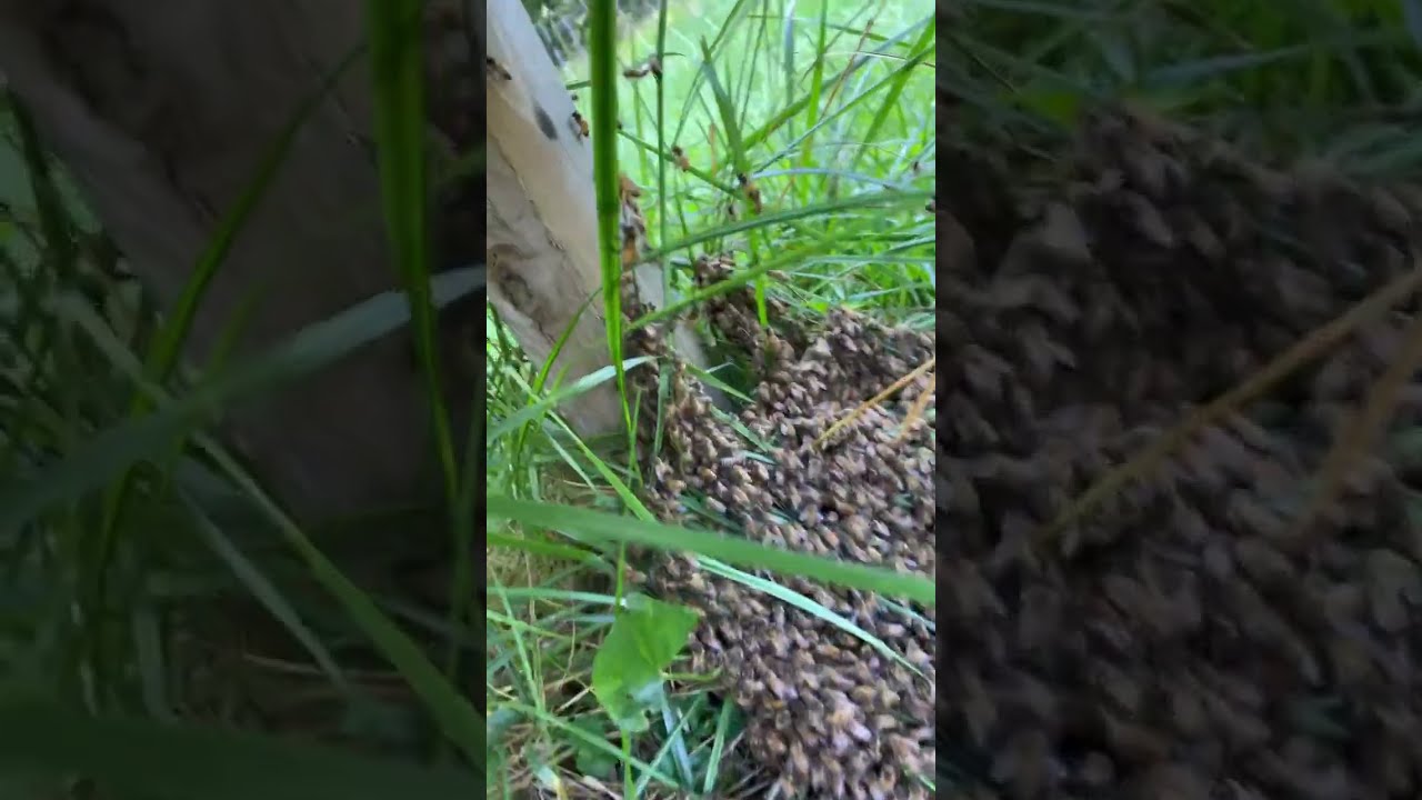 Knocked Down A Cluster Of Bees Accidentally 