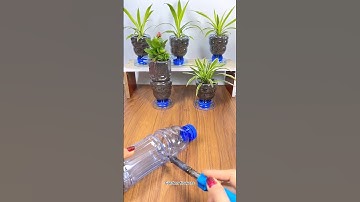Recycle flower pot The wonder of empty bottles Amazing Flower Look at This #shorts #diy #flowers