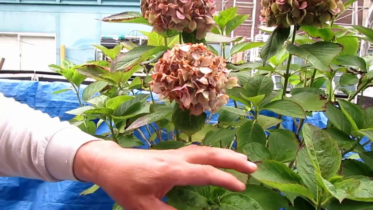 Hydrangea Pruning Summer Youtube