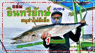 ปลาอินทรียักษ์ใหญ่แห่งสมุฝาภูเก็ต #ใหญ่จริงถึงได้ที่ 1