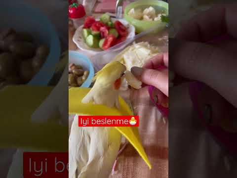 Tüy dönemi neler