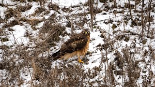 Northern Harrier vs Vole: Female Norther Harrier tears apart her prey after the hunt. by Michael Barber 159 views 3 months ago 20 seconds