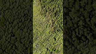 Flores Island Azores 🍃 #shorts #azores #açores #beautifulnature #portugal