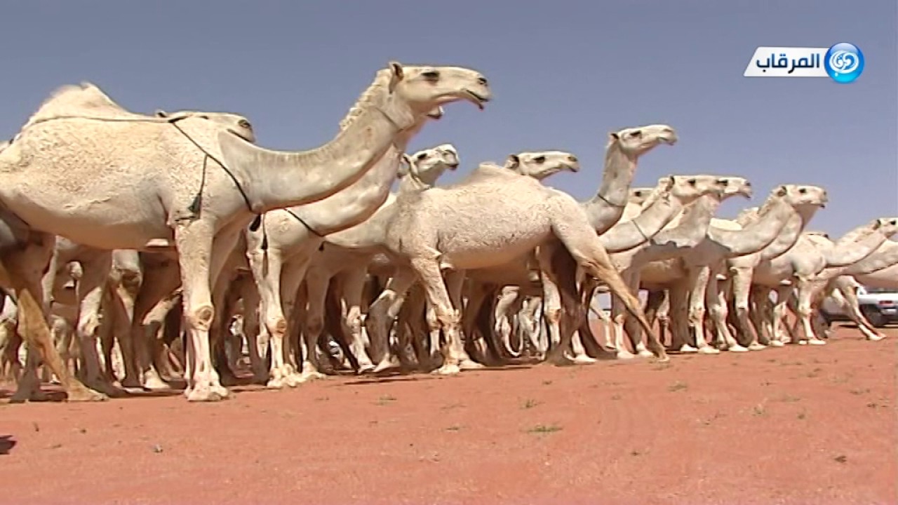 مسيرة منقية رجل الاعمال سالم عبدالله مطر السمي البقمي 1438هـ