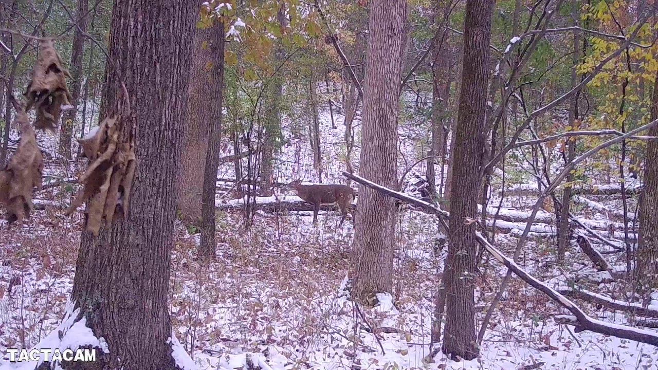Buck shot on public land in Wisconsin from the ground 