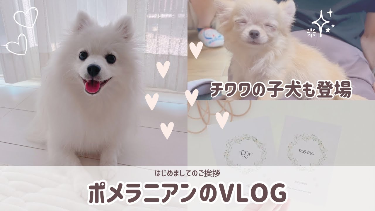 【自己紹介】 ポメラニアンとチワワのごあいさつ(犬のいる暮らし/子犬/vlog)