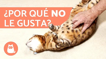 ¿Por qué a los gatos no les gusta que les toquen la barriga?