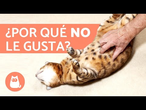 Video: ¿A los gatos les gusta que los toquen?