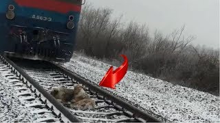 ПОЕЗД МЧАЛСЯ,НО СОБАКИ НЕ СДВИНУЛИСЬ С МЕСТА. ДВОЕ СУТОК ОТВАЖНЫЙ ПЁС ПРИКРЫВАЛ СОБОЙ ПОДРУГУ ПОЕЗД МЧАЛСЯ,НО СОБАКИ НЕ СДВИНУЛИСЬ С МЕСТА. ДВОЕ СУТОК ОТВАЖНЫЙ ПЁС ПРИКРЫВАЛ СОБОЙ ПОДРУГУ