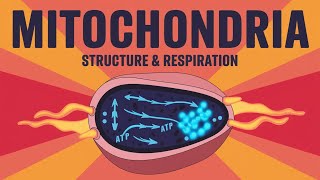Mitochondria Explained | Structure, Components, Functions & Energy Production