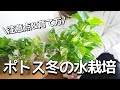 【ポトスの水栽培】冬の管理方法＆注意点