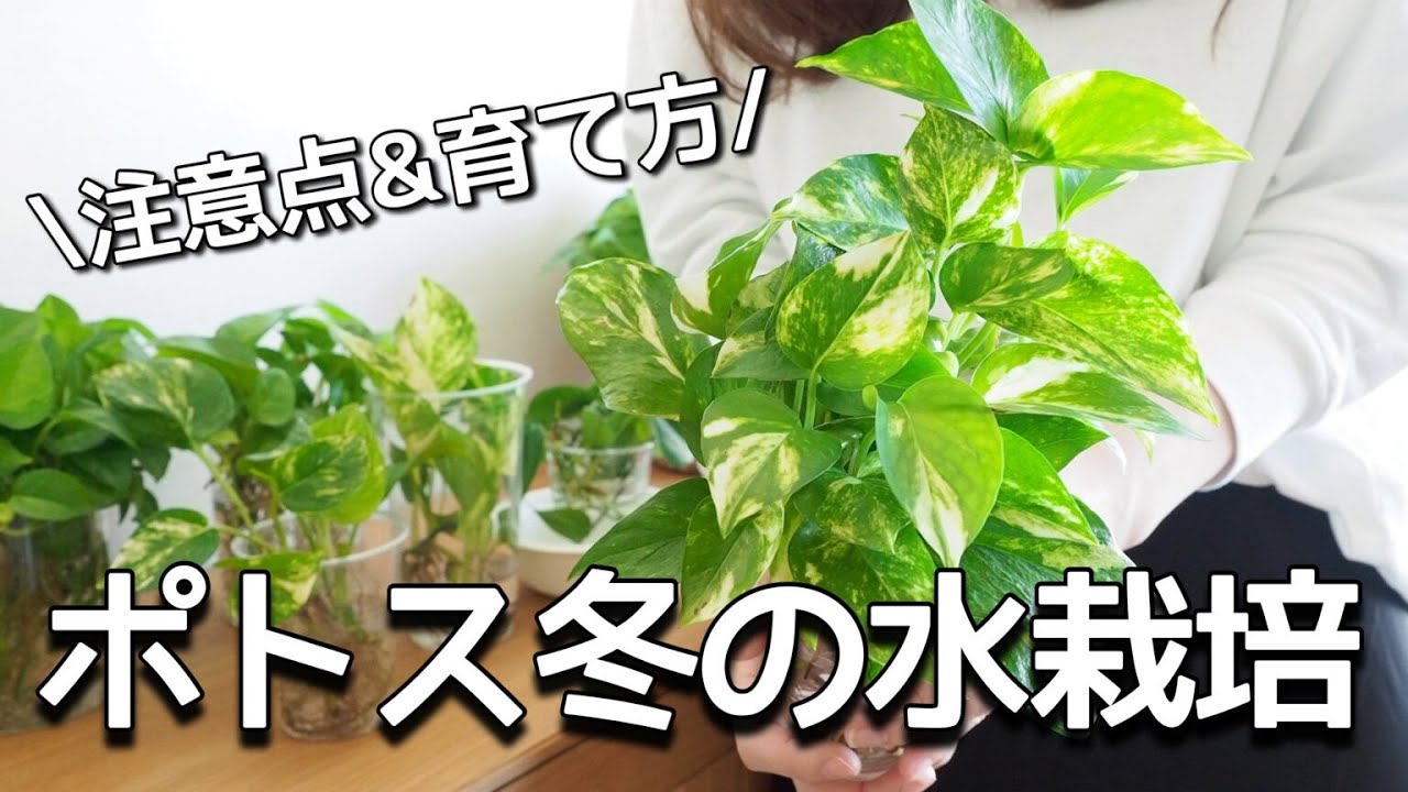 【ポトスの水栽培】冬の管理方法＆注意点
