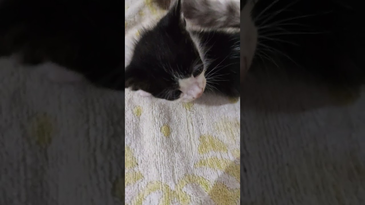 cute black and white kitten 🤩