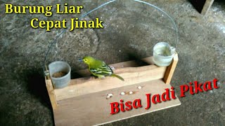 Manjinakkan Burung Sirpu Liar di Sangkar Layang pikat, Terbaru 2022