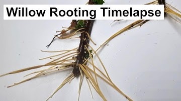 42-Day Timelapse: Willow Cuttings Rooting in Water