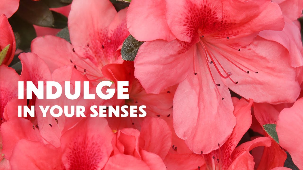 Azalea Flower Essence | Indulge in your senses