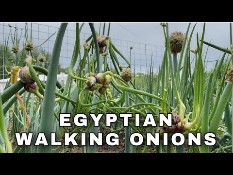 Video: Varieties Of Onions For Winter Forcing