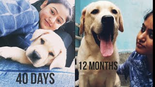 Labrador Dog One Year Transformation | Yellow Lab Indian Born | Puppy To Dog | 40 Days To 1 Year |