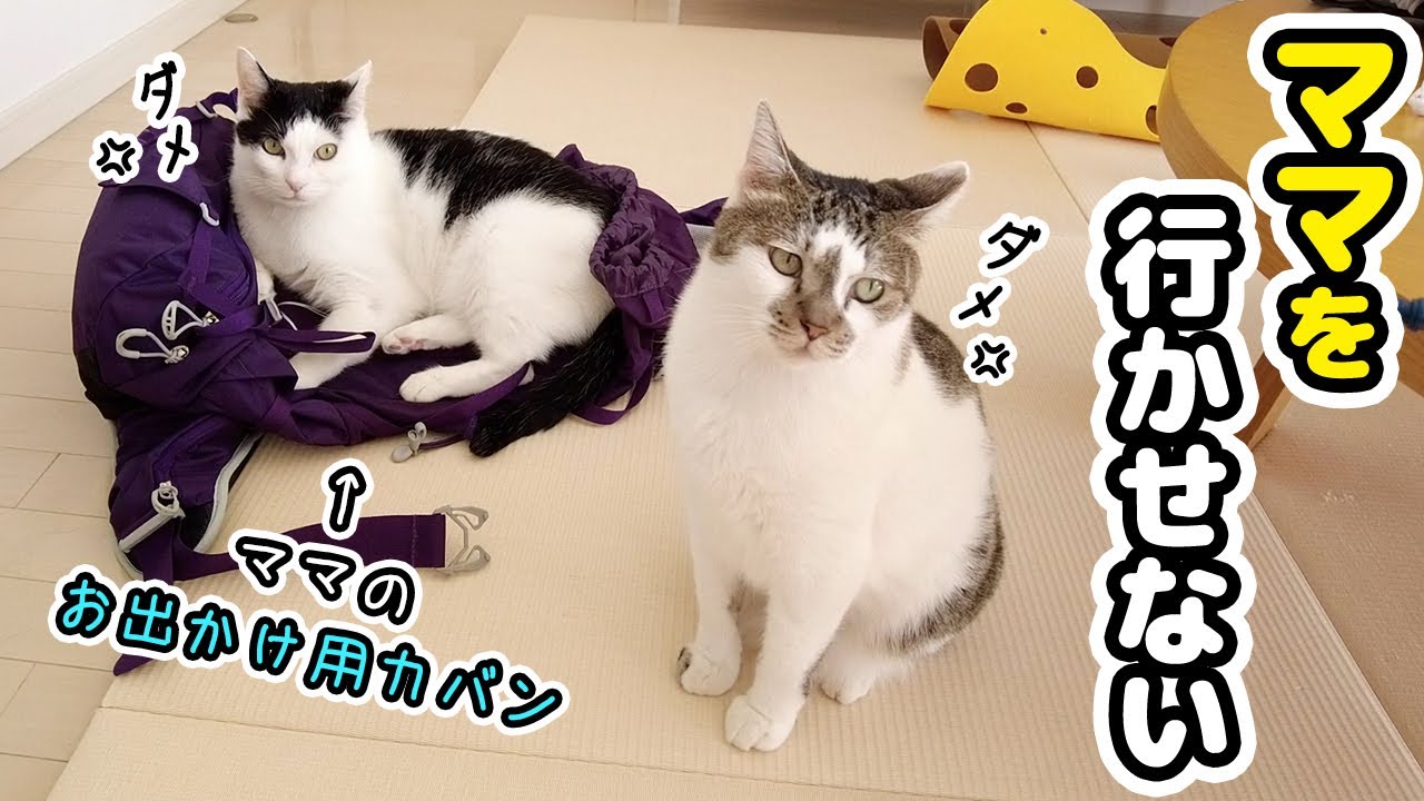 旅行に行かせたくなくて必死に準備のジャマをする愛猫がカワイイ