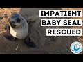 Impatient baby seal rescued