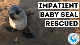 Impatient Baby Seal Rescued