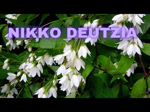 Video: ¿Qué es Deutzia? - Cómo cultivar plantas Deutzia en el jardín