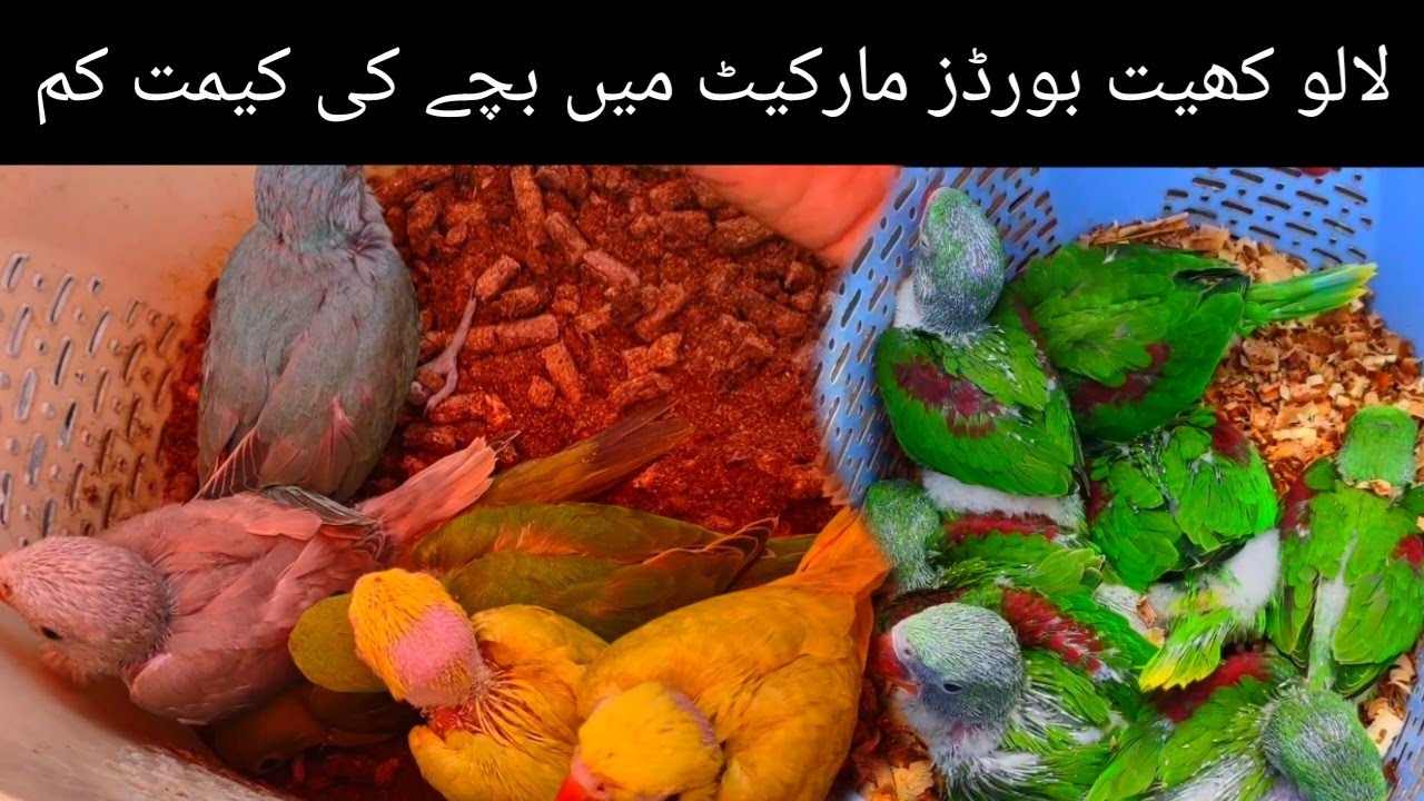 lalukhet birds market 2023 latest updatelalukhet birds market YouTube