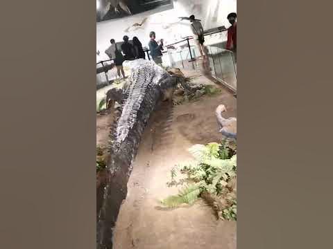 Lolong, the largest crocodile in the world at the National Museum of
