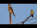 Halcón Esmerejón (Falco columbarius) Y Tirano Chibiú (Tyrannus vociferans)