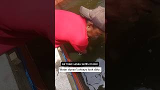 Pergantian air kolam larva lele,ciri ciri kerusakan air kolam #shorts