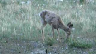 DSCN0039.AVI