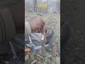 Grafting #gaonkaladka #kisanaandoln #desiroots #desiroots #farming