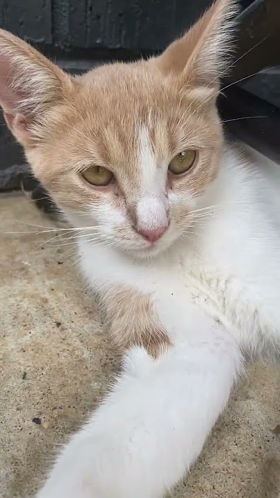 Handsome Cat #shortsvideo #cat #cuteanimal #kitten #cutecat #cute