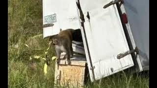 Truck Hauling Aggressive Monkeys With Diseases And Covid Overturns In Mississippi, Search Underway