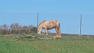 CABALLO DEL MONTON