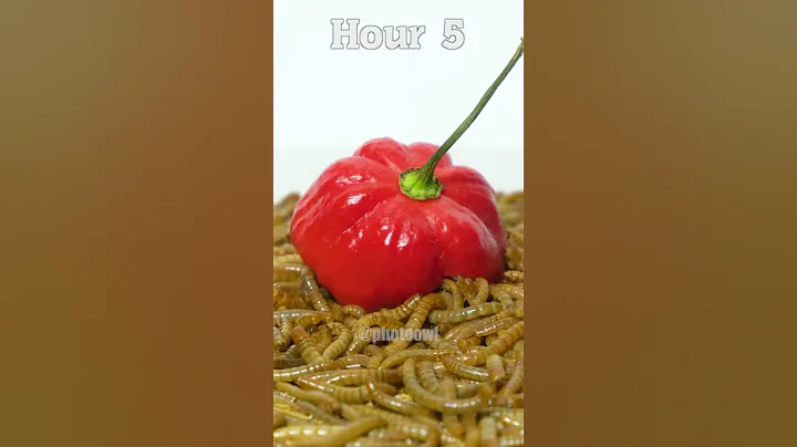 World's Hottest Pepper VS Mealworms #shorts