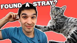 Can You Keep A Stray Cat? What To Do If You Find One