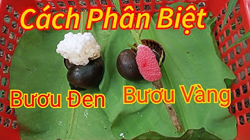 Cách đơn giản để phân biệt ốc bươu đen và ốc bươu vàng