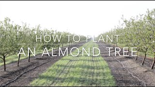 Duarte Nursery: How to Plant an Almond Tree