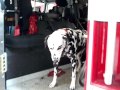 FDNY - NEW Engine 74 - With Yogi