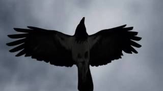 Черный ворон (Musta korppi; The Black Raven) / Максим Трошин