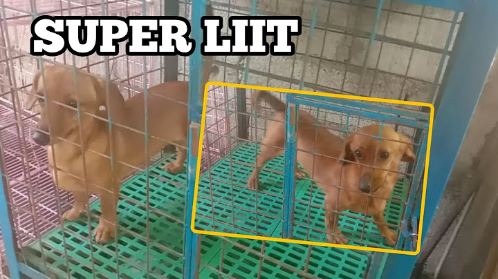 Price of dachshund puppies in philippines