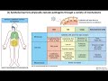 Lecture 2a introduction to innate immunity