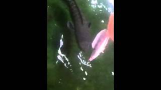 hand Feeding giant snakehead, Toman by catfish