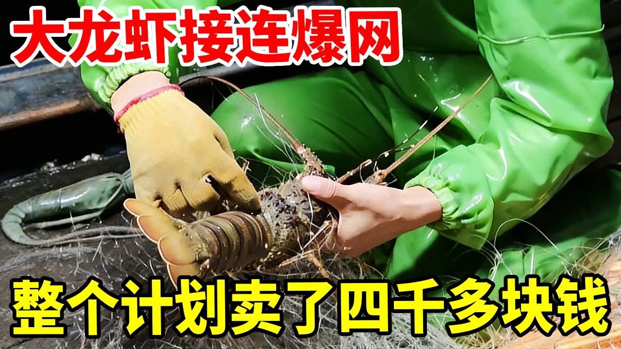 围岛捕鱼计划最后一个网，连大龙虾都有，整个计划卖了四千多块钱