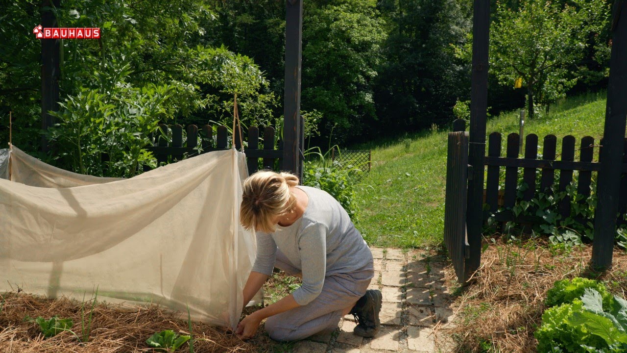 Škola vrtlarstva - zaštita od mrkvine muhe