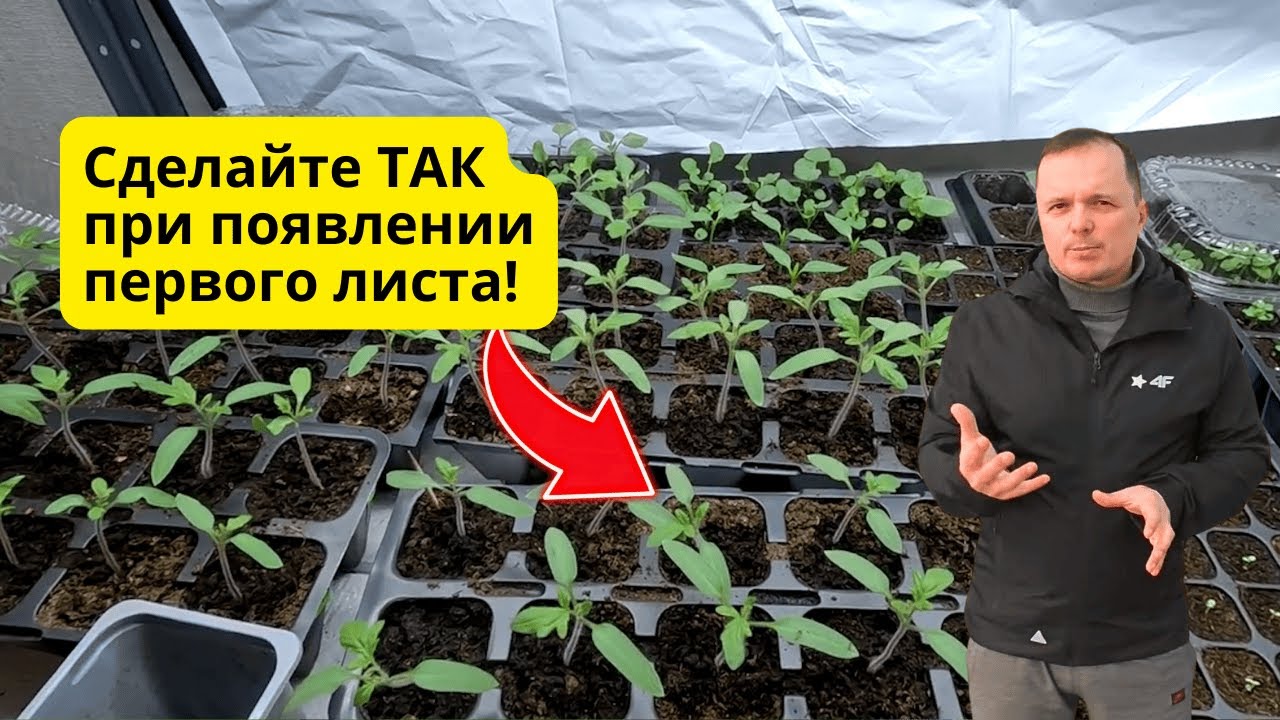 Появился первый лист на томатах- что сразу делаем с рассадой.