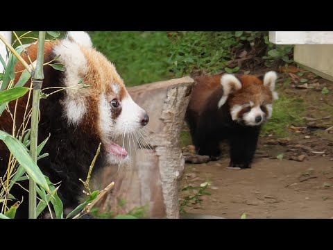 Baby red panda threatening zookeeper