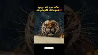 ஒரு புலி ?கடலில் விழுந்து? விட்டது?? tamilvoiceover explainedintamil ytshorts viral tiger leo