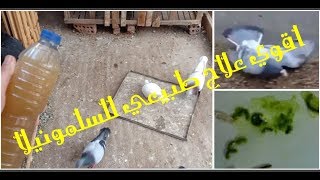 علاج مرض السالمونيلا والباراتيفويد والإسهال ب 2ج وبطريقه مضمونهpigeon salmonella